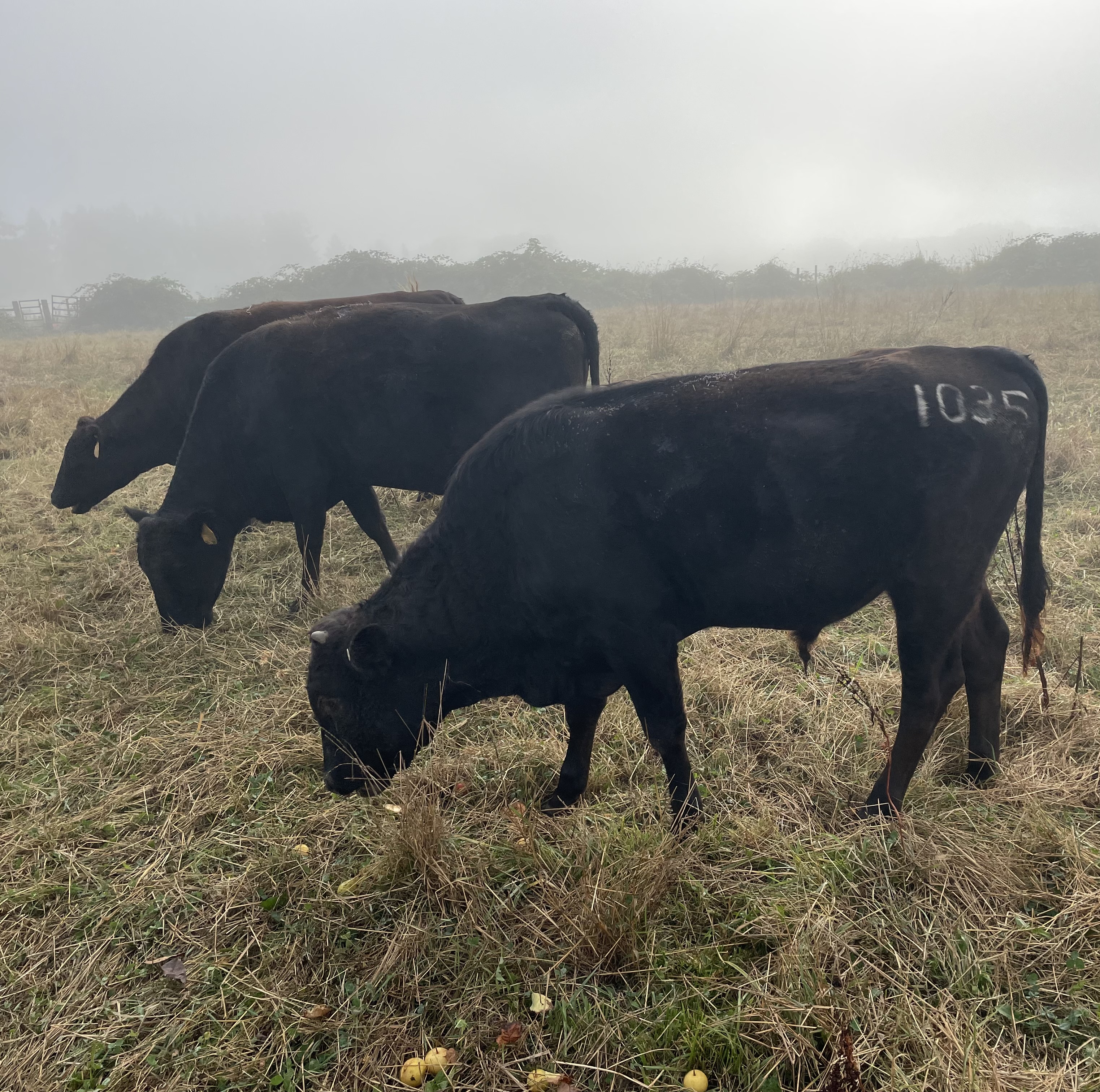 Our new bull Rocket