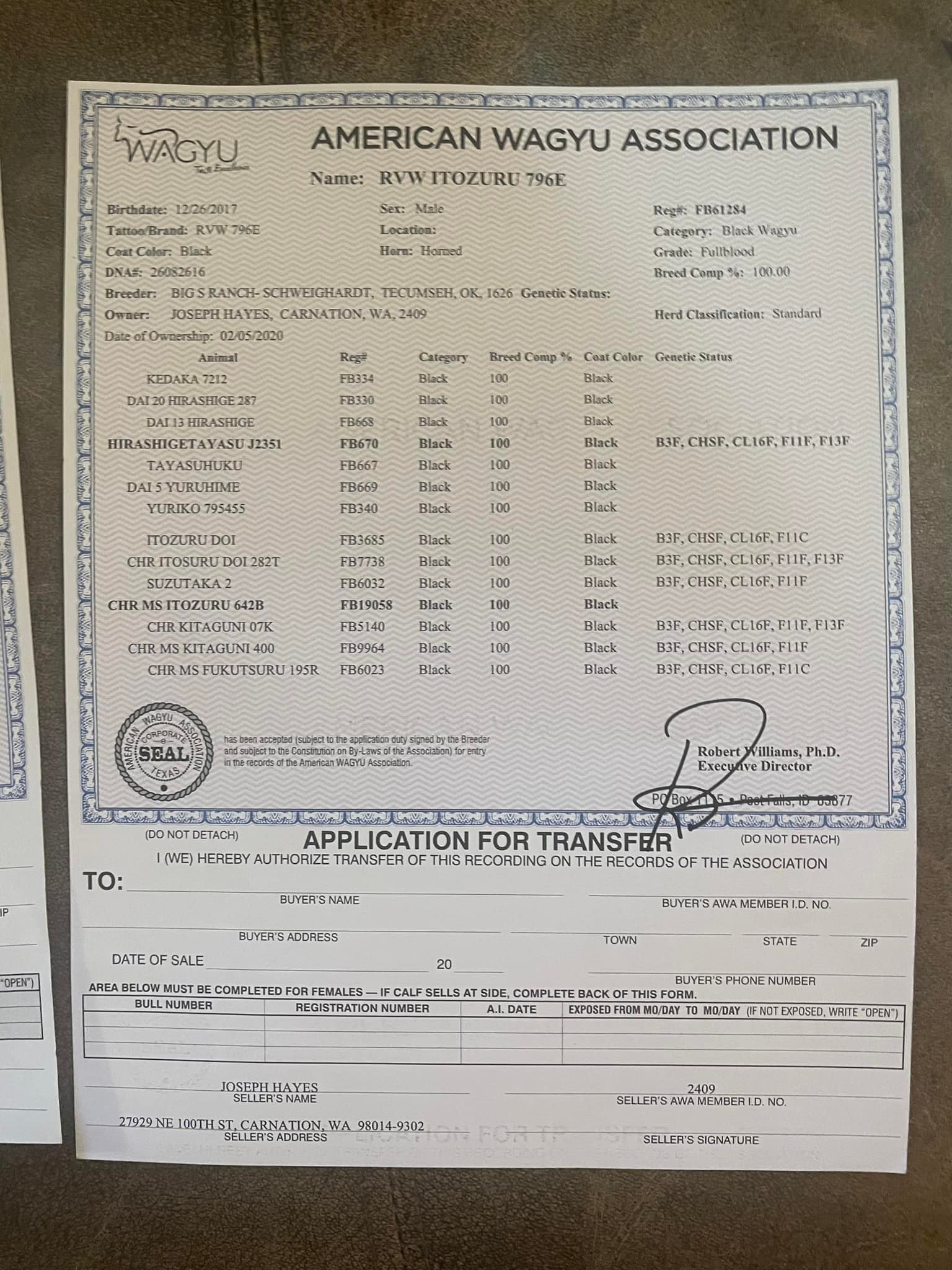 Second Wagyu Bull genetics